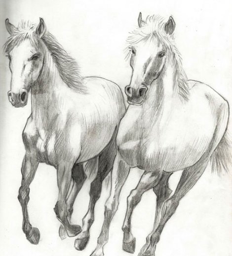 Caballos