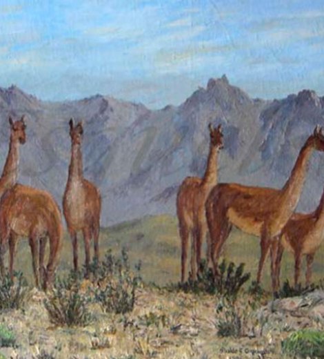 Guanacos